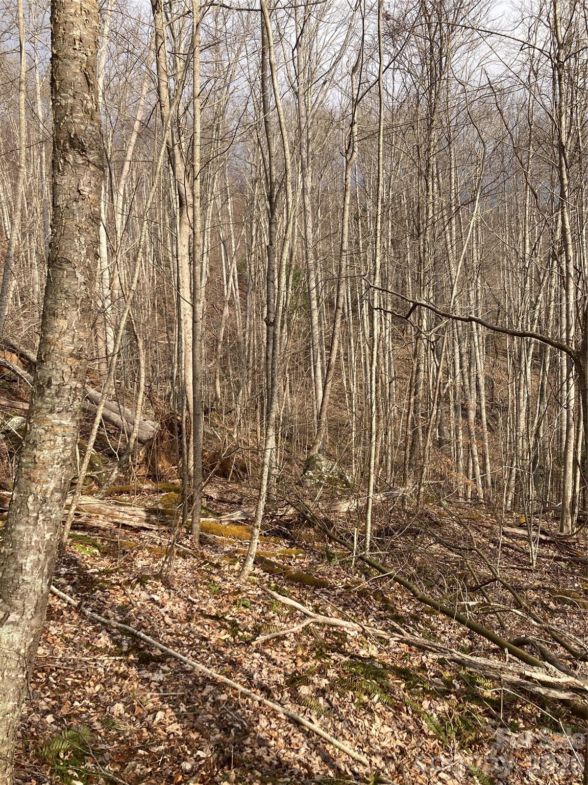 0 Sweet Creek Road Bakersville, NC 28705 - Photo 29 of 48 a view of a backyard