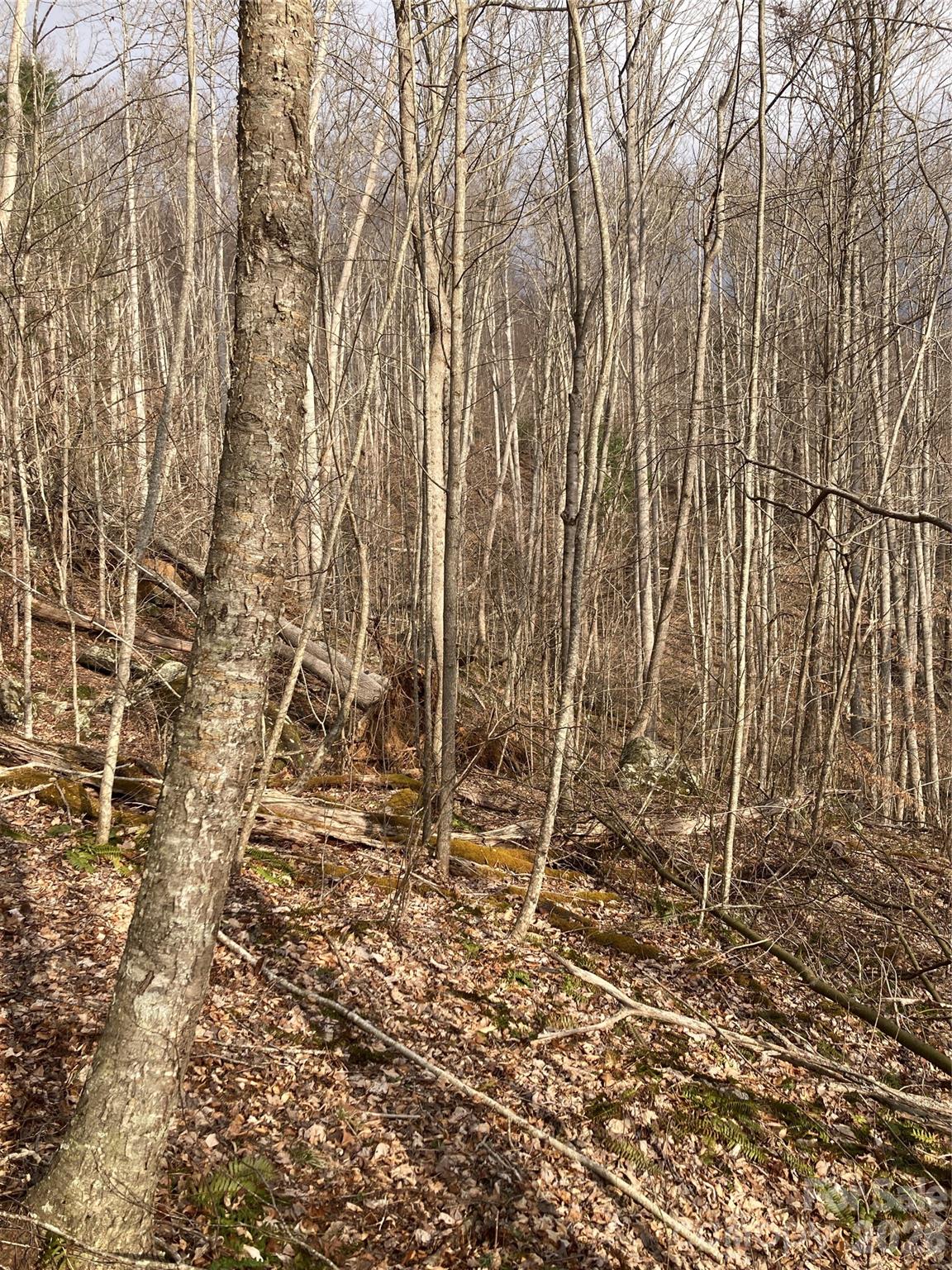 0 Sweet Creek Road Bakersville, NC 28705 - Photo 31 of 48