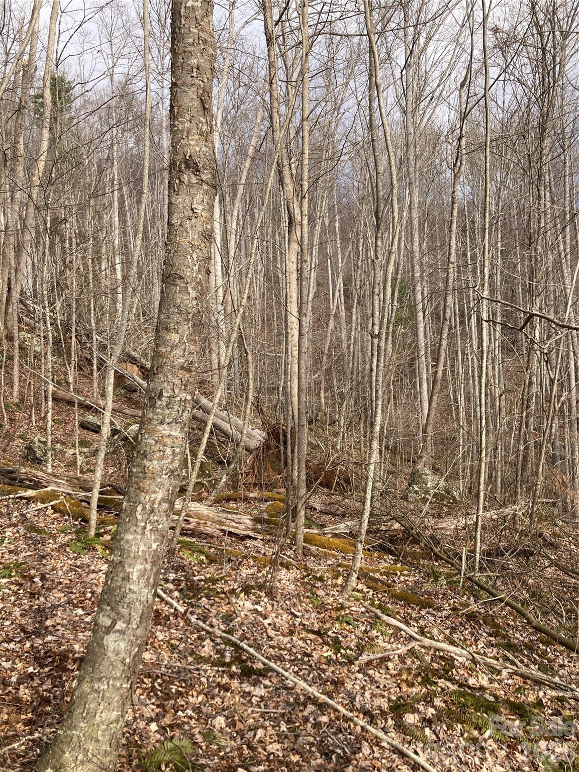 0 Sweet Creek Road Bakersville, NC 28705 - Photo 32 of 48 a close up of a shower curtain