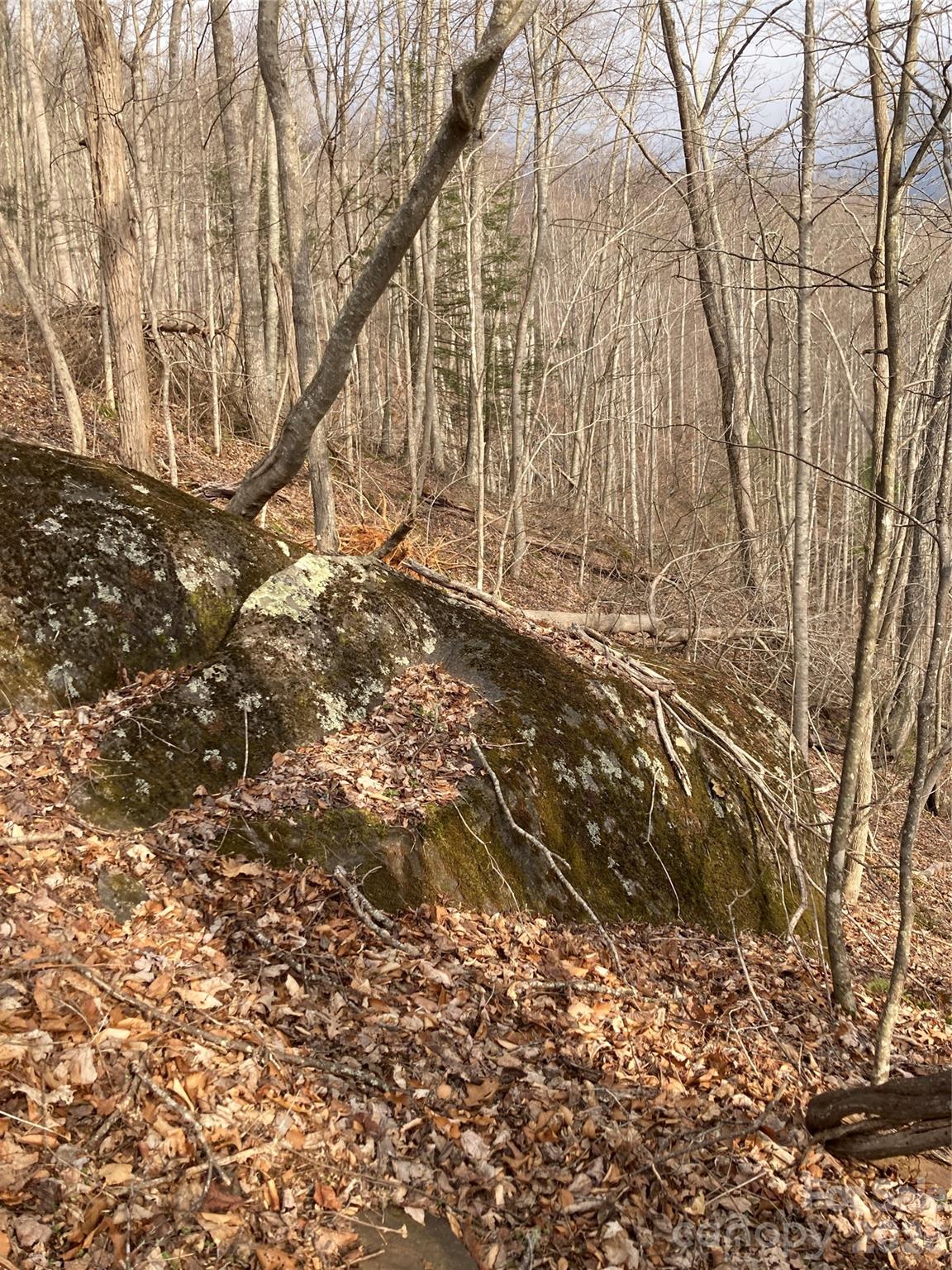 0 Sweet Creek Road Bakersville, NC 28705 - Photo 39 of 48 a backyard of a house with a trees