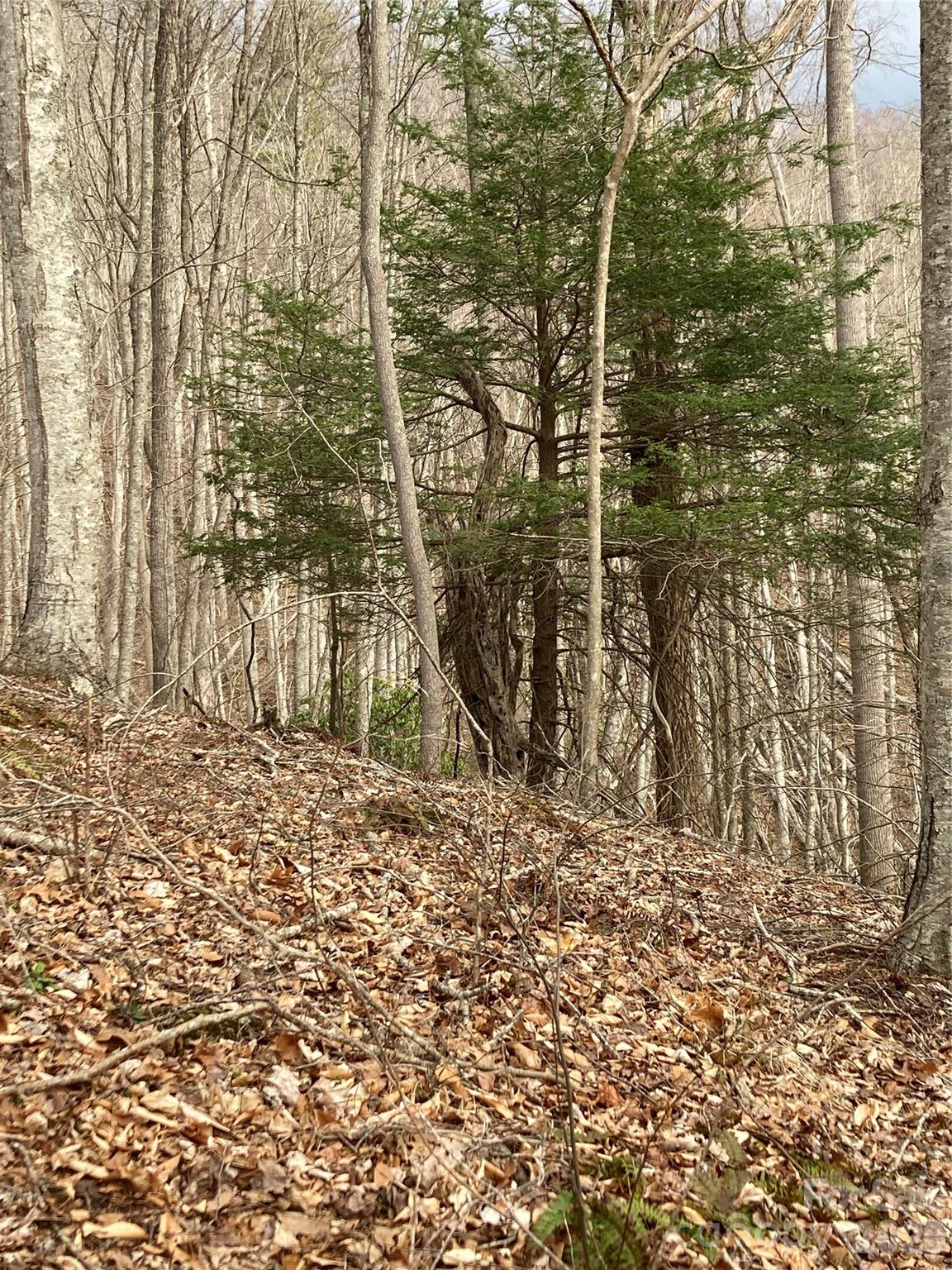 0 Sweet Creek Road Bakersville, NC 28705 - Photo 46 of 48 a view of a yard with trees