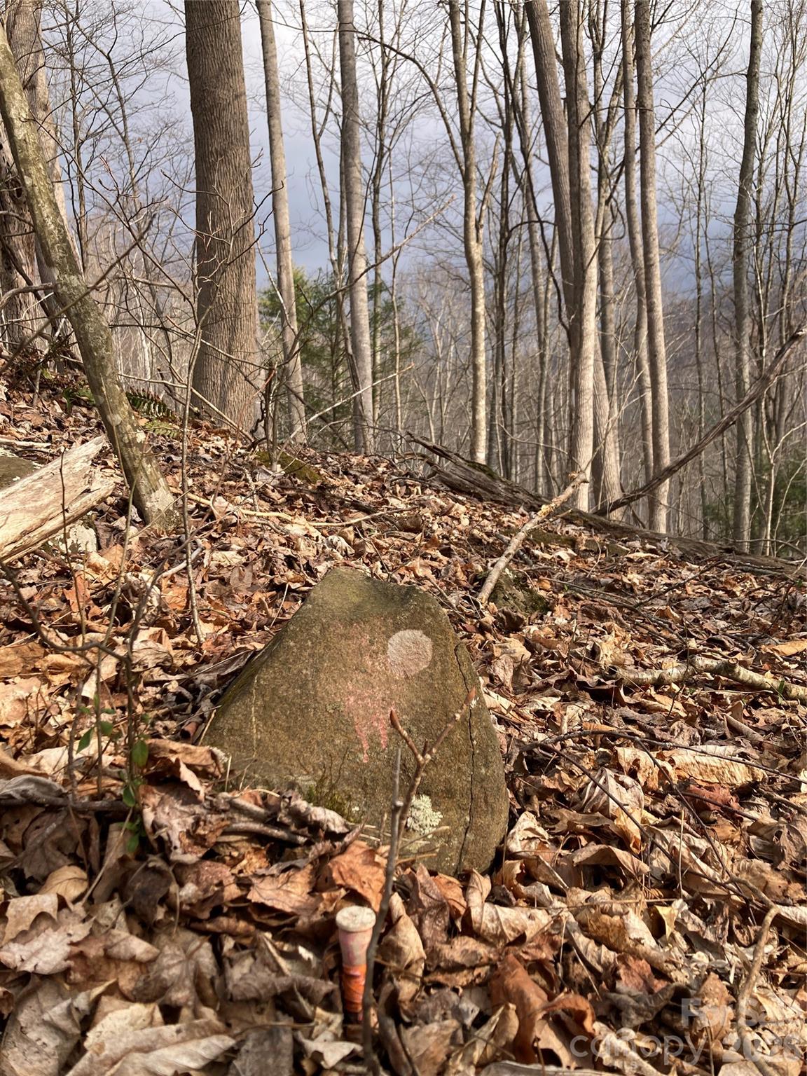 0 Sweet Creek Road Bakersville, NC 28705 - Photo 47 of 48 a view of a yard with large trees