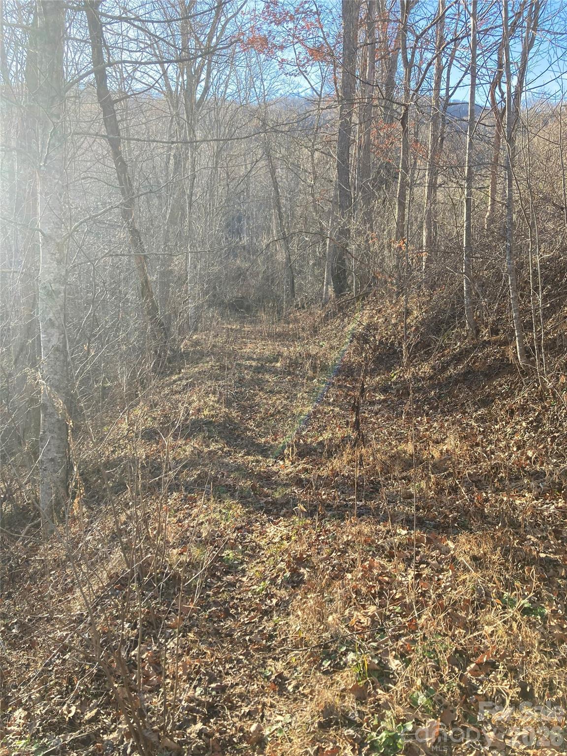 0 Sweet Creek Road Bakersville, NC 28705 - Photo 7 of 48 a view of a dry yard with trees in front of a house