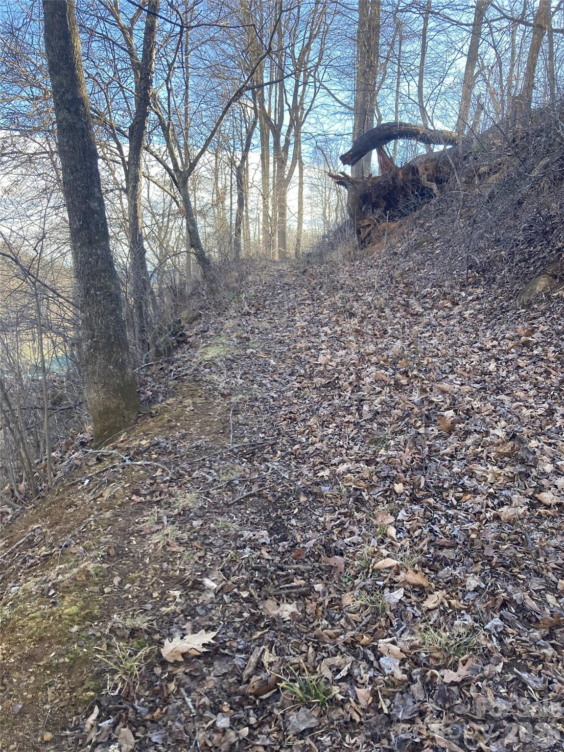 0 Sweet Creek Road Bakersville, NC 28705 - Photo 9 of 48 a view of a yard with large trees