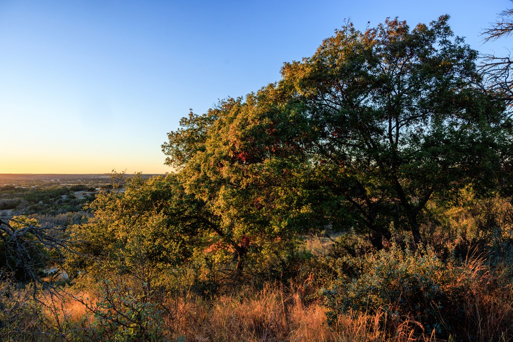 21 Scenic Ridge Drive, Unit 21 Fredericksburg, TX 78624 - Photo 8 of 19 a view of a large tree