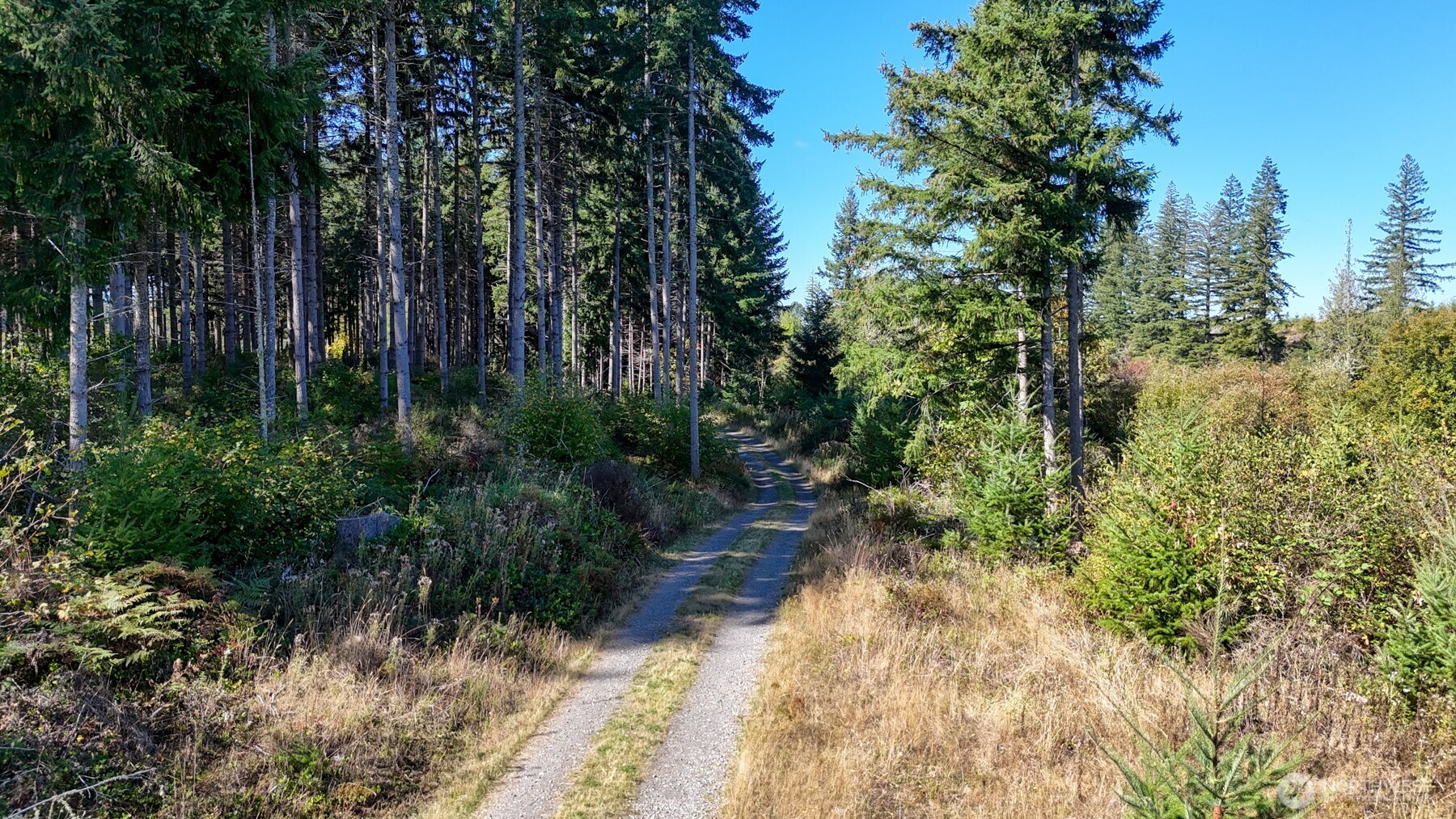 13409 Algyer Road Southeast Rainier, WA 98576 - Photo 5 of 25 Gallery Image 5