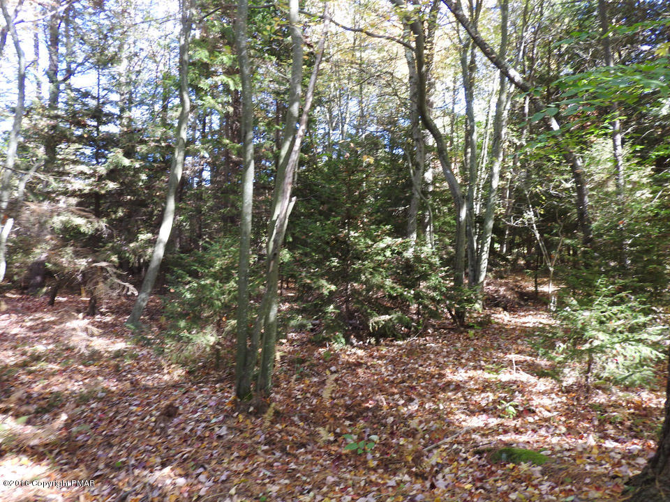 4 Lidio Road Blakeslee, PA 18610 - Photo 7 of 20 a backyard of a house with lots of trees