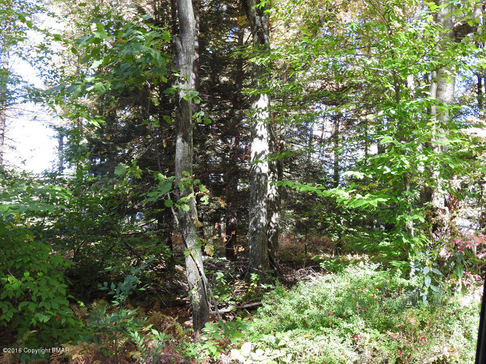 4 Lidio Road Blakeslee, PA 18610 - Photo 8 of 20 a view of a tree