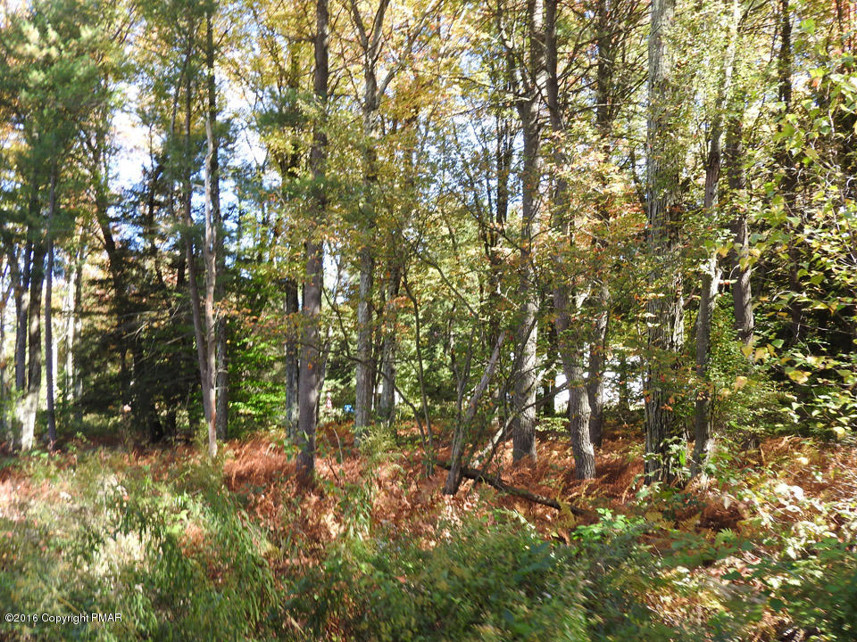 4 Lidio Road Blakeslee, PA 18610 - Photo 9 of 20 a view of forest