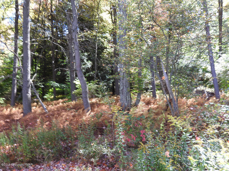 4 Lidio Road Blakeslee, PA 18610 - Photo 10 of 20 a view of a yard with plants and trees