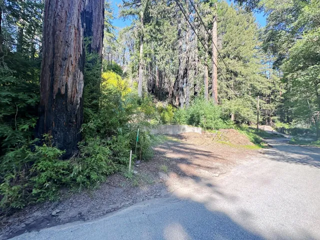 a view of a yard with plants and trees