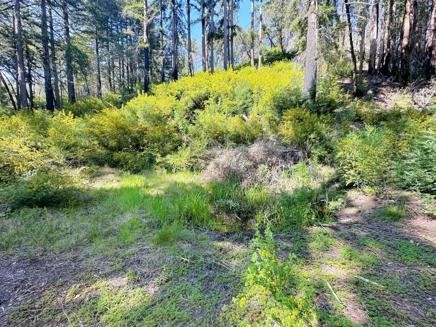 575 Hazel Brake Boulder Creek, CA 95006 - Photo 8 of 9