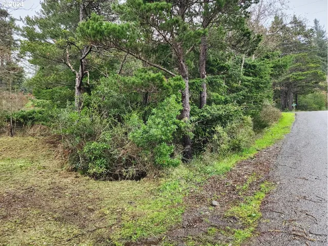 a view of a forest with trees in the background