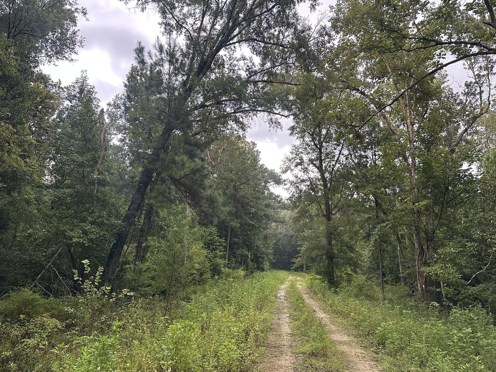 210 Riverside Circle Wewahitchka, FL 32465 - Photo 2 of 6 a view of a yard with a tree