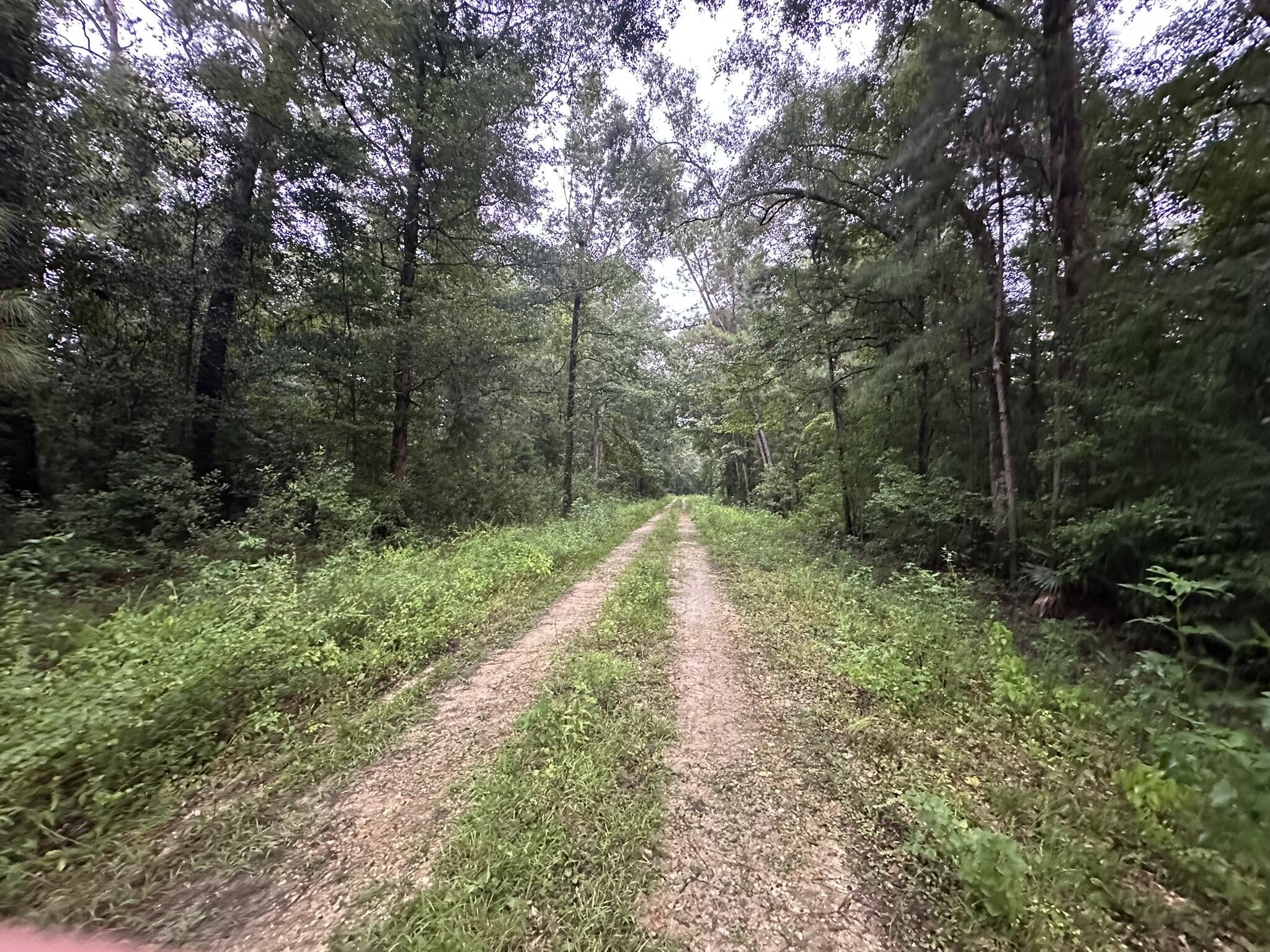 210 Riverside Circle Wewahitchka, FL 32465 - Photo 3 of 6 a view of a yard with plants and large trees