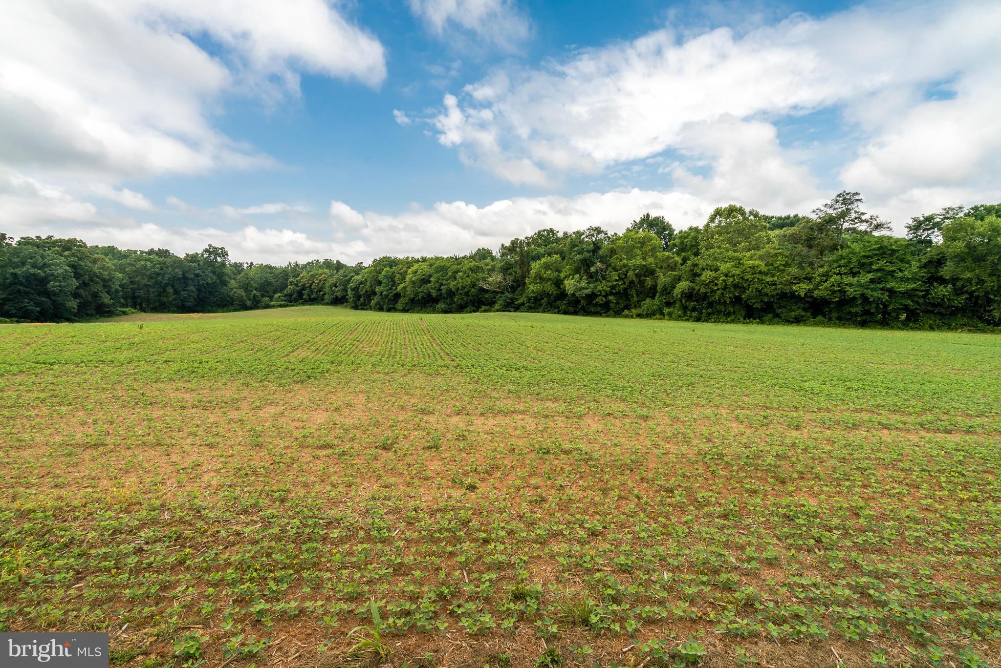 1 Rogues Road Midland, VA 22728 - Photo 20 of 23 Lot 1: level