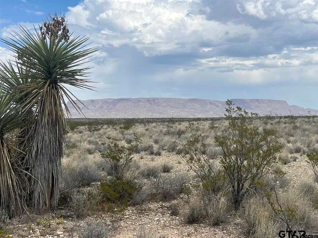 a view of a dry yard with wooden fence