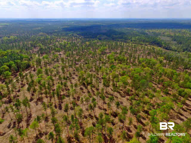 0 South Grand Bay Wilmer Road Wilmer, AL 36587 - Photo 15 of 18