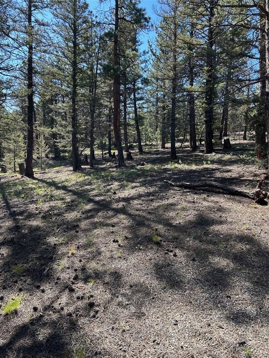 3882 Campfire Road Hartsel, CO 80449 - Photo 12 of 15 a view of outdoor space with trees
