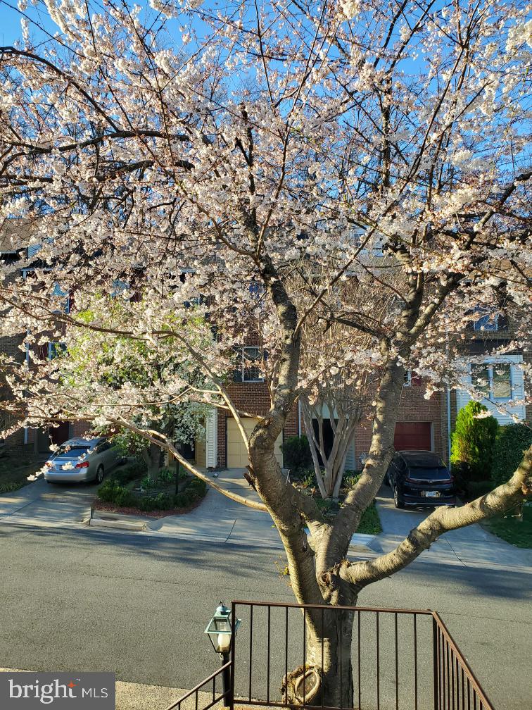6047 Knights Ridge Way Alexandria, VA 22310 - Photo 26 of 33 Cherry Blossom Tree in Spring