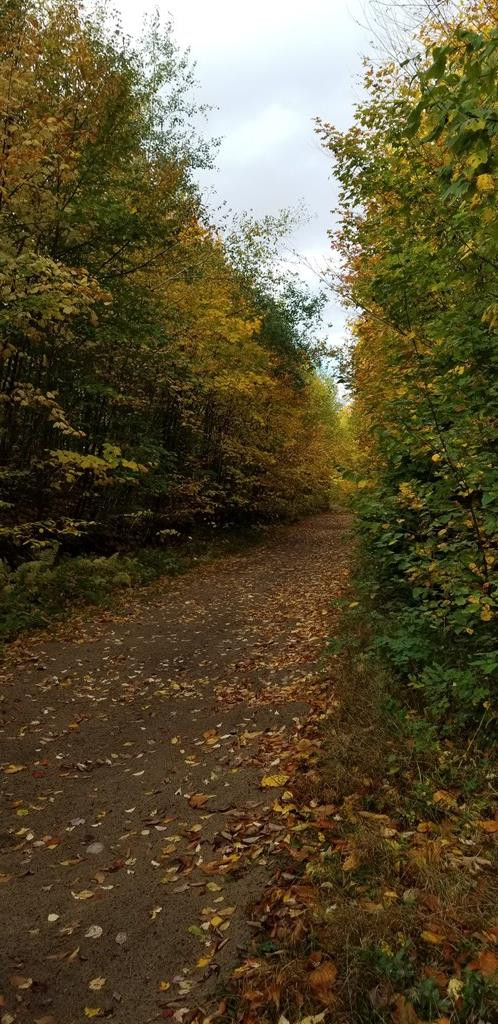 . Boomhower Road Lyon Mountain, NY 12952 - Photo 23 of 25 Gallery Image 23