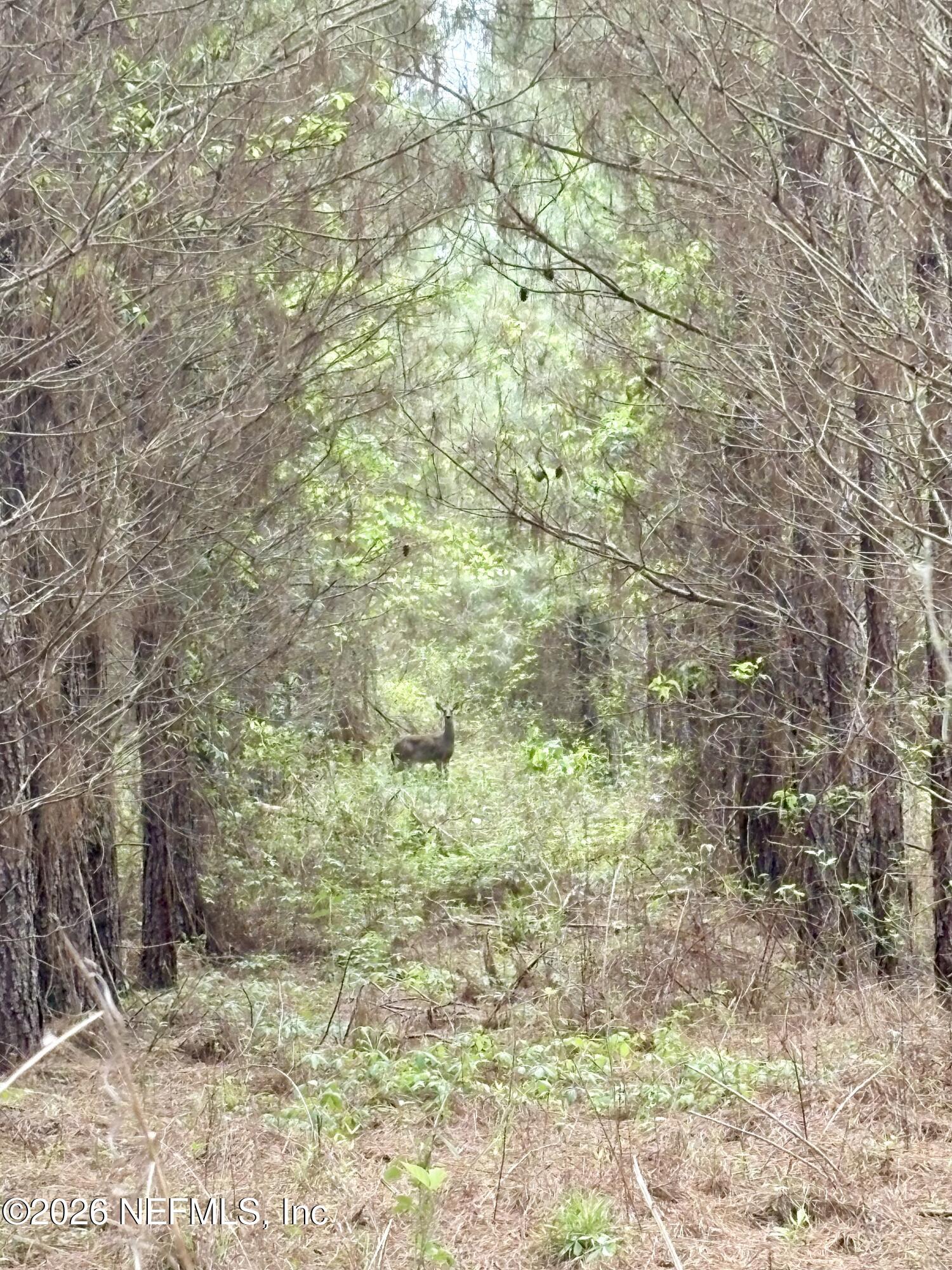 3500 Northeast Rocky Ford Road Pinetta, FL 32350 - Photo 12 of 14 a view of a yard with large trees
