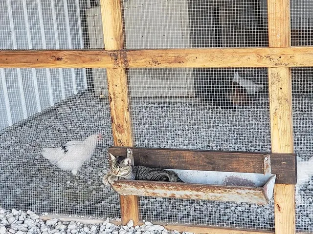 $1,200,000 | 2611 Zachary Drive, Blue Ridge, TX 75424