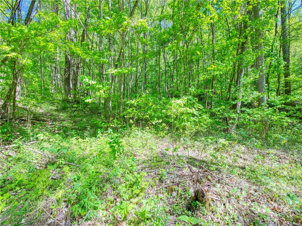 0 Rustic Road, Unit 2027 Waynesville, NC 28786 - Photo 6 of 15 a view of a lush green forest
