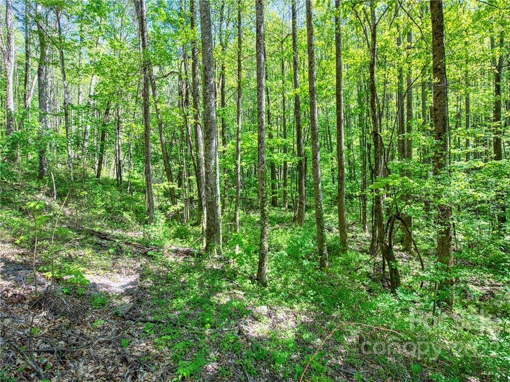 0 Rustic Road, Unit 2027 Waynesville, NC 28786 - Photo 7 of 15 a close up of a lush green forest
