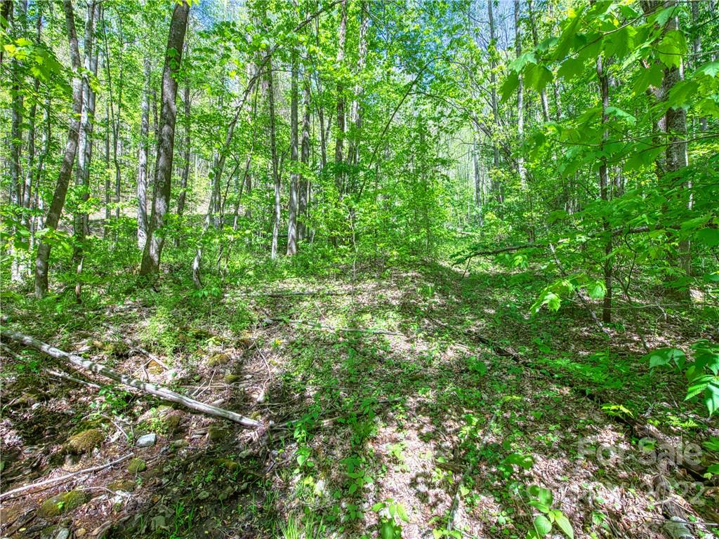 0 Rustic Road, Unit 2027 Waynesville, NC 28786 - Photo 9 of 15 a view of a lush green forest