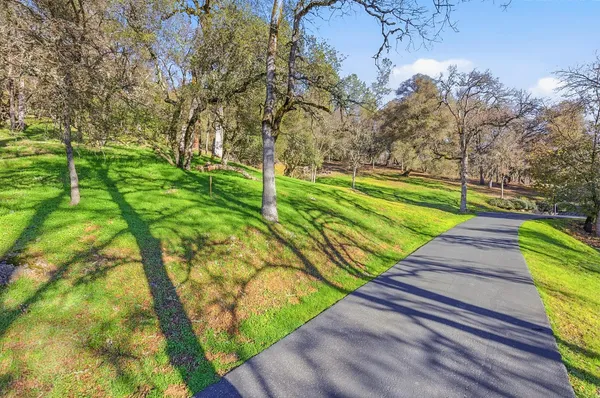 a view of a backyard with plants and large trees