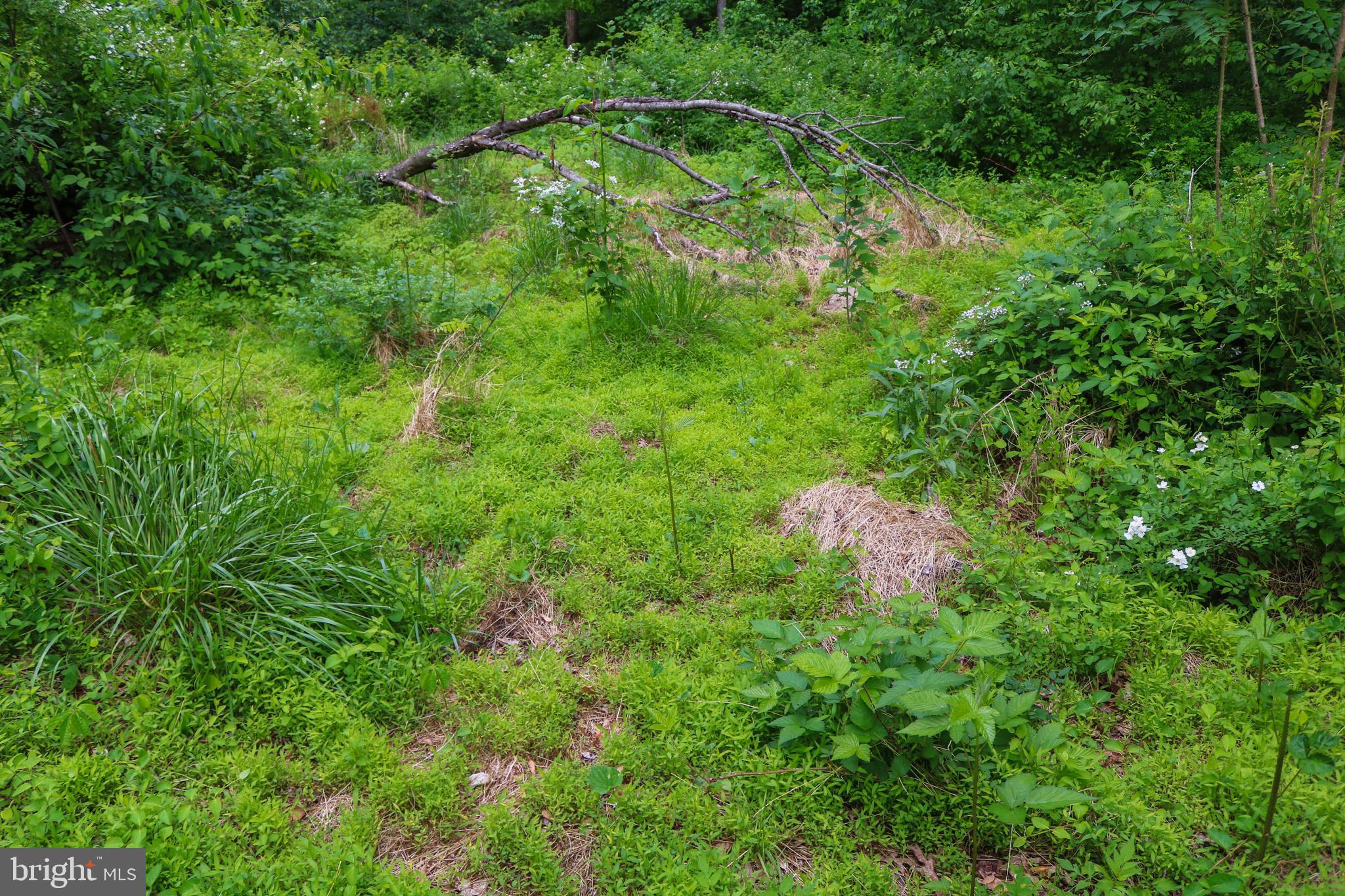Evan Avenue Aberdeen, MD 21001 - Photo 57 of 74 a backyard of a house with lots of green space
