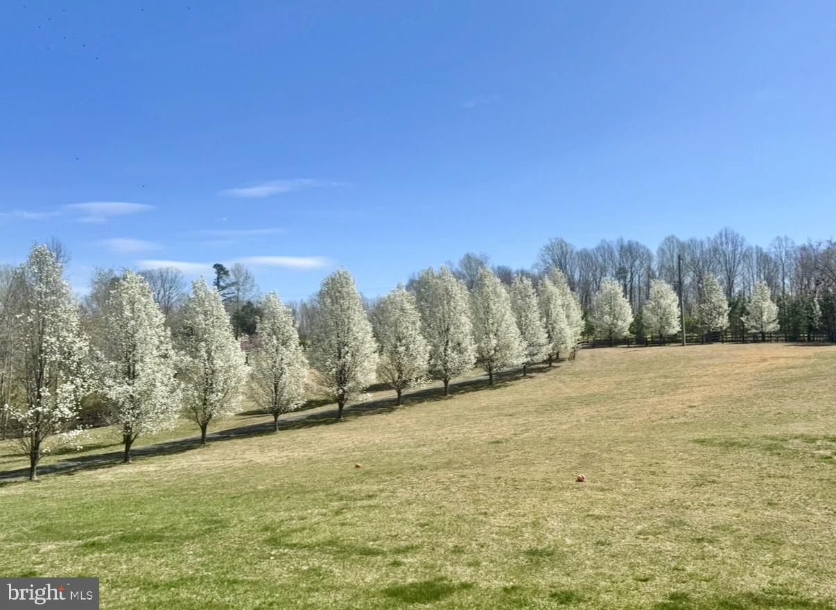 23 Richmond Road Castleton, VA 22716 - Photo 43 of 46 a view of a yard with an trees