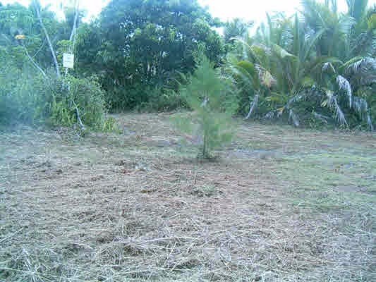 15-1909 Beach Road Keaau, HI 96749 - Photo 8 of 8 Gallery Image 8