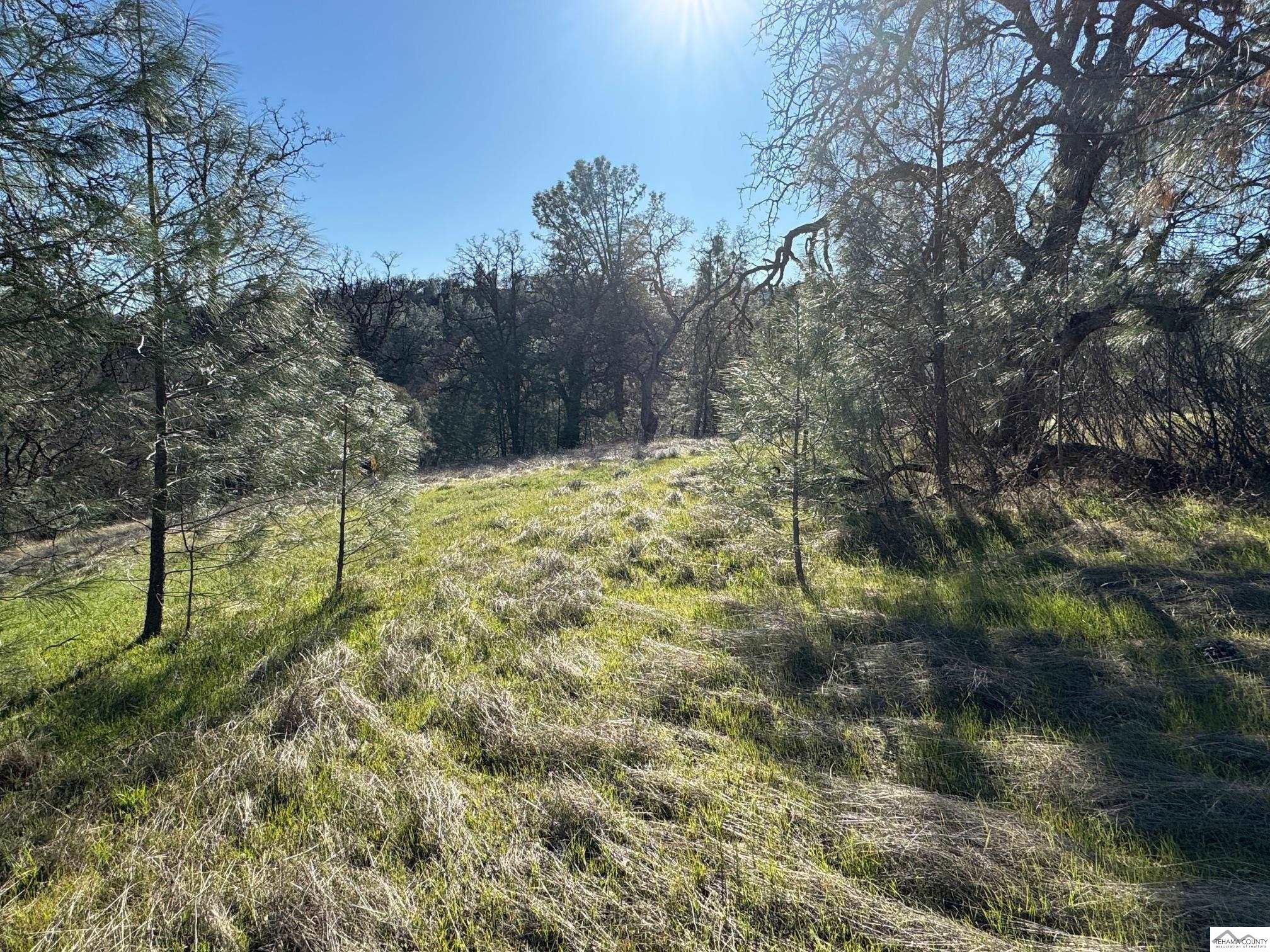 7285 Bluebird Road Corning, CA 96021 - Photo 3 of 19