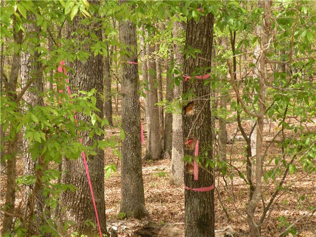 6 7 Mile Ridge Road Indian Mound, TN 37079 - Photo 1 of 1 Gallery Image 1