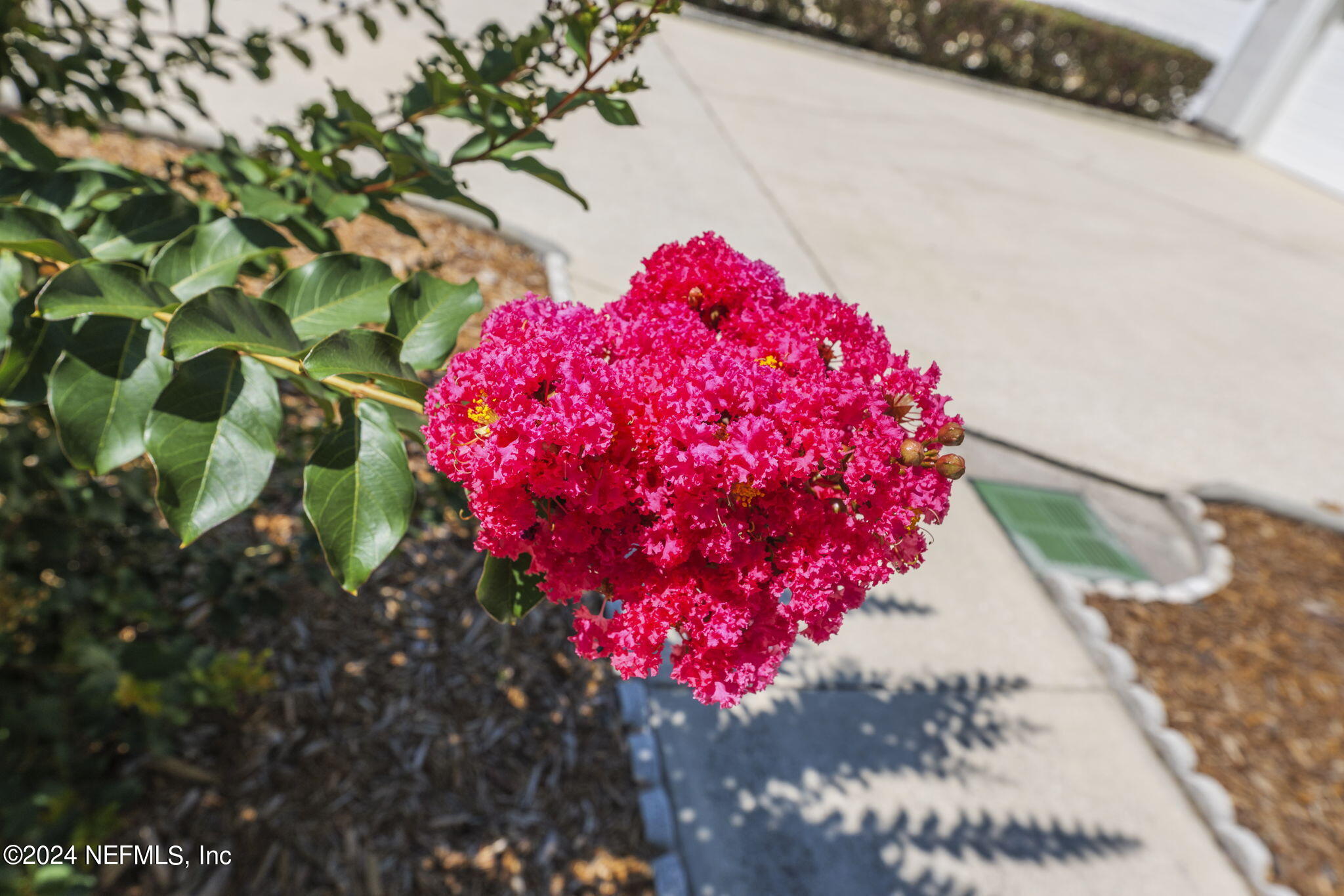 3111 Ravines Road Middleburg, FL 32068 - Photo 3 of 52 a view of a flower