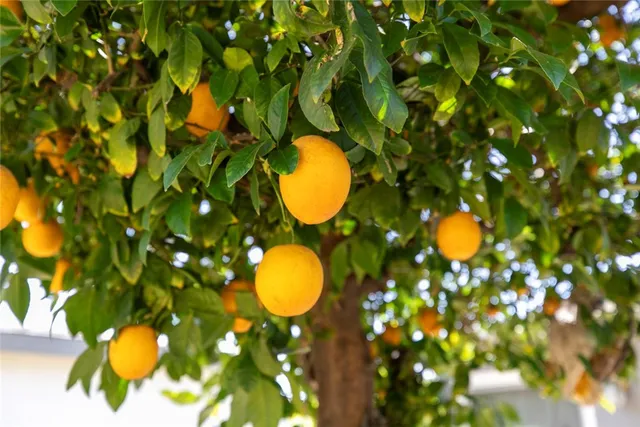 a house with a garden view