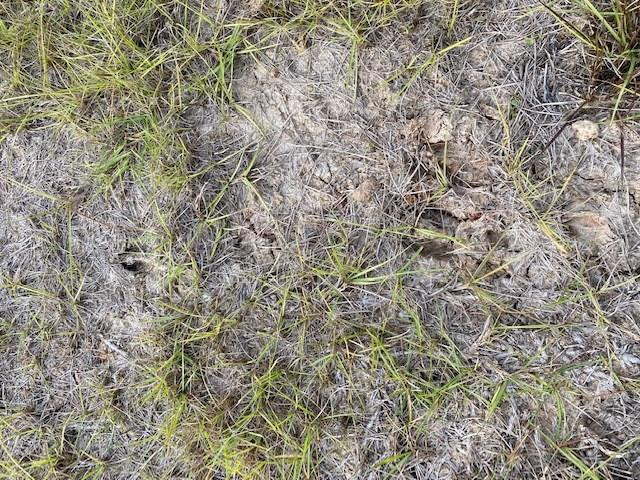 1233 Possum Corner Road Woodville, MS 39669 - Photo 2 of 48 Photo 2