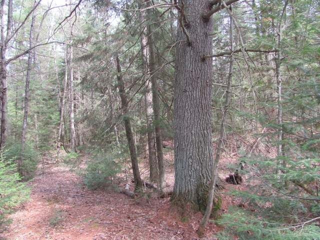 N Hillside Road Tomahawk, WI 54487 - Photo 13 of 20 Gallery Image 13