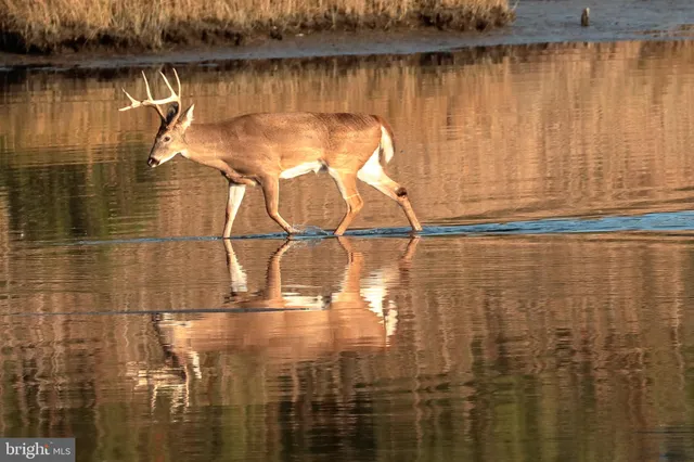 $1,150,000 | 22860 Middle Point Road, Neavitt, MD 21652