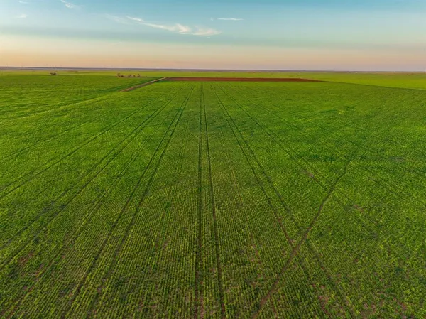 a view of a field with an ocean