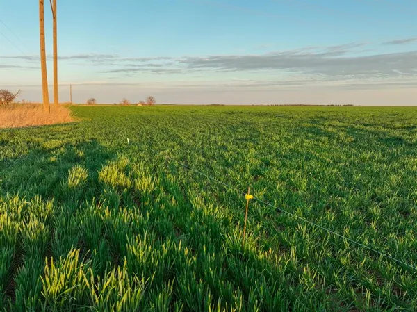 a view of a field with an ocean