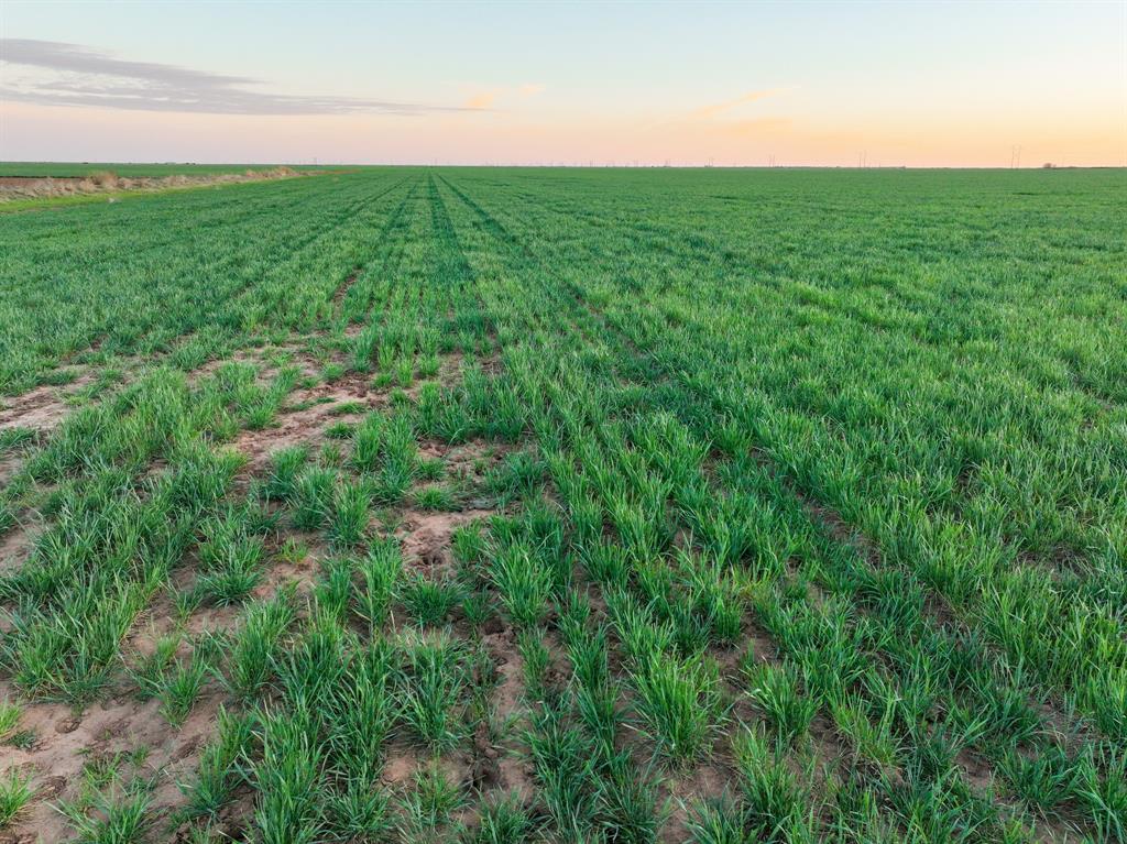 159 Co Road Munday, TX 76371 - Photo 8 of 31 a view of a field of grass and trees