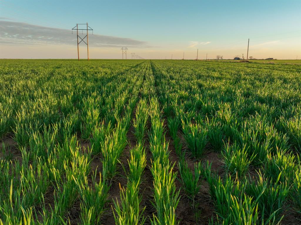 159 Co Road Munday, TX 76371 - Photo 9 of 31 a backyard of a house with lots of green space