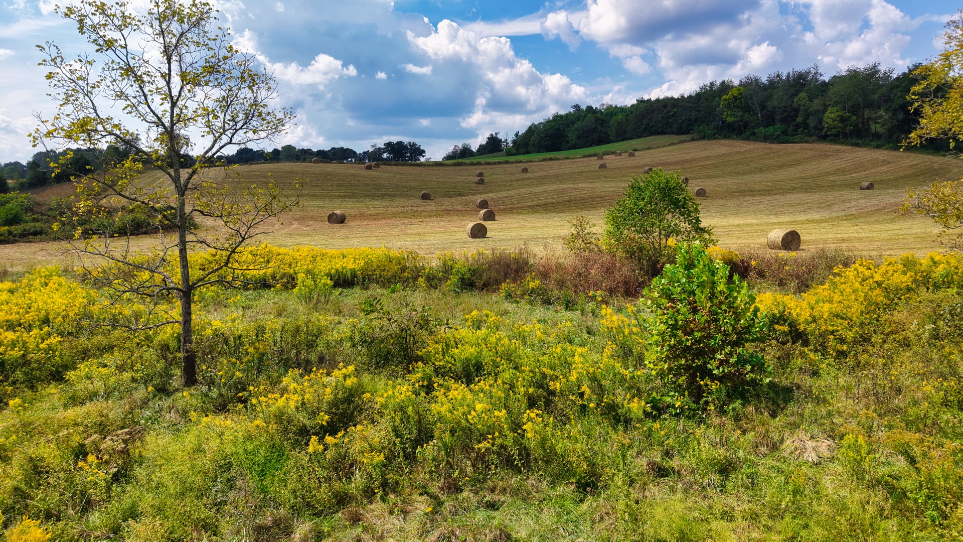 0 Mitchell Ridge Road Jonesborough, TN 37659 - Photo 8 of 82 Gallery Image 8