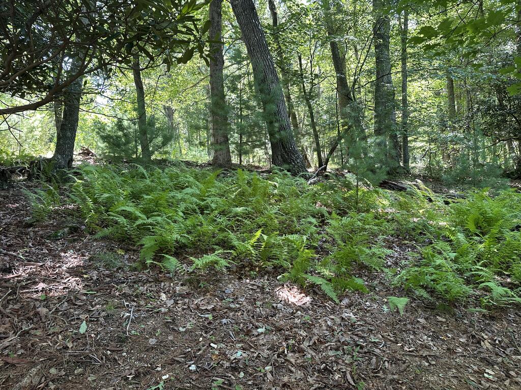 1299 Vista Road Independence, VA 24348 - Photo 3 of 23 Gallery Image 3