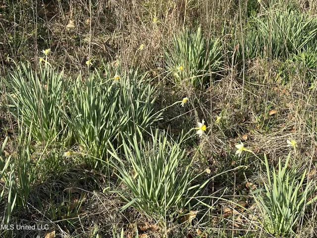 $65,360 | Hugh Hudnall Road Road, Decatur, MS 39327