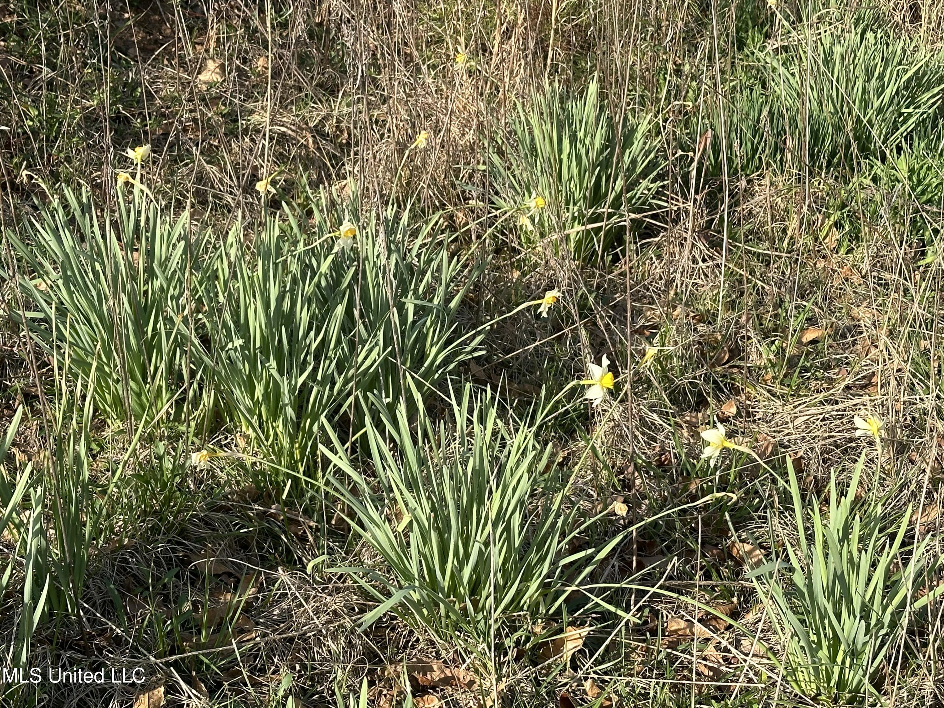 Hugh Hudnall Road Road Decatur, MS 39327 - Photo 22 of 35 IMG_3638