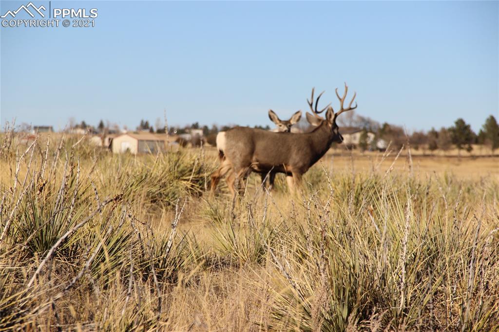 2907 Solberg Court Peyton, CO 80831 - Photo 3 of 14 a view of a lake